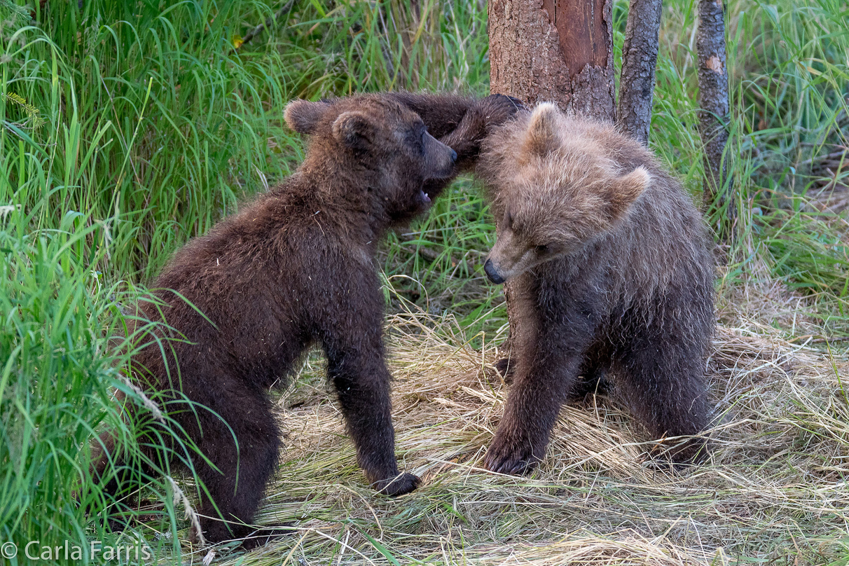 Grazer (128) cub(s)