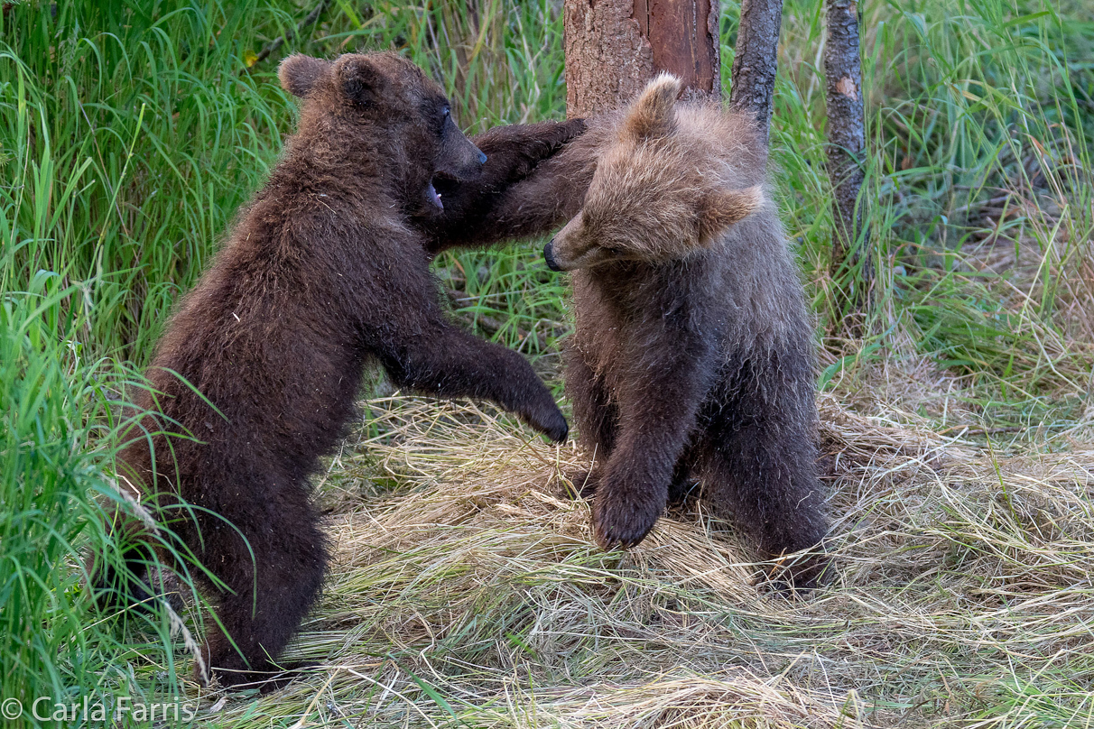 Grazer (128) cub(s)