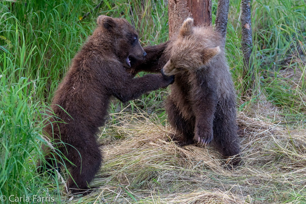 Grazer (128) cub(s)