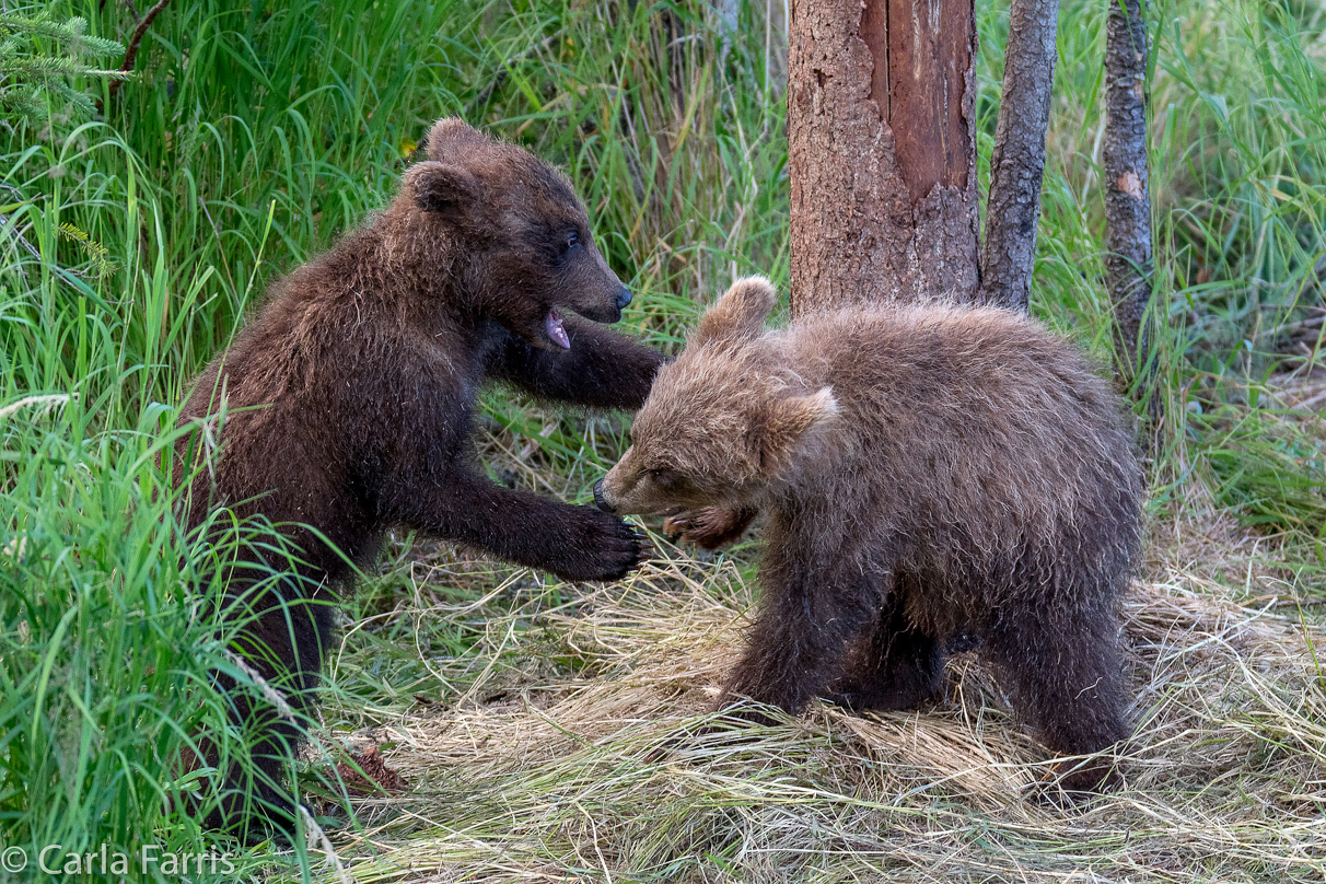 Grazer (128) cub(s)