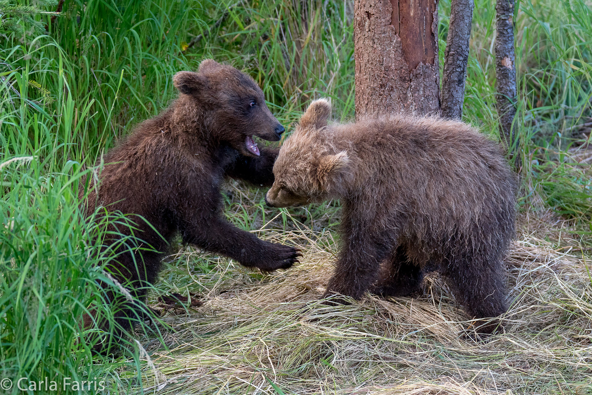 Grazer (128) cub(s)