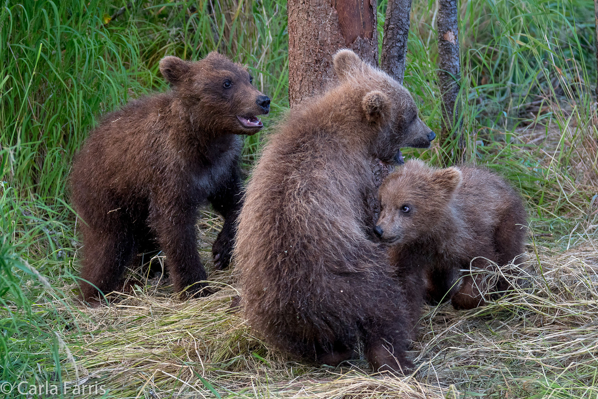 Grazer (128) cub(s)