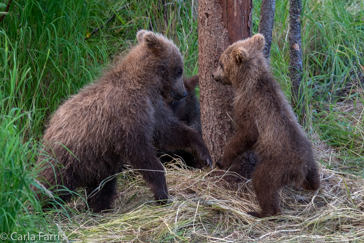 Grazer (128) cub(s)