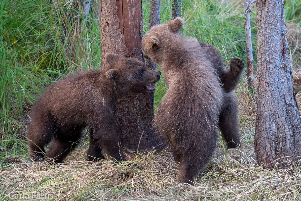 Grazer (128) cub(s)