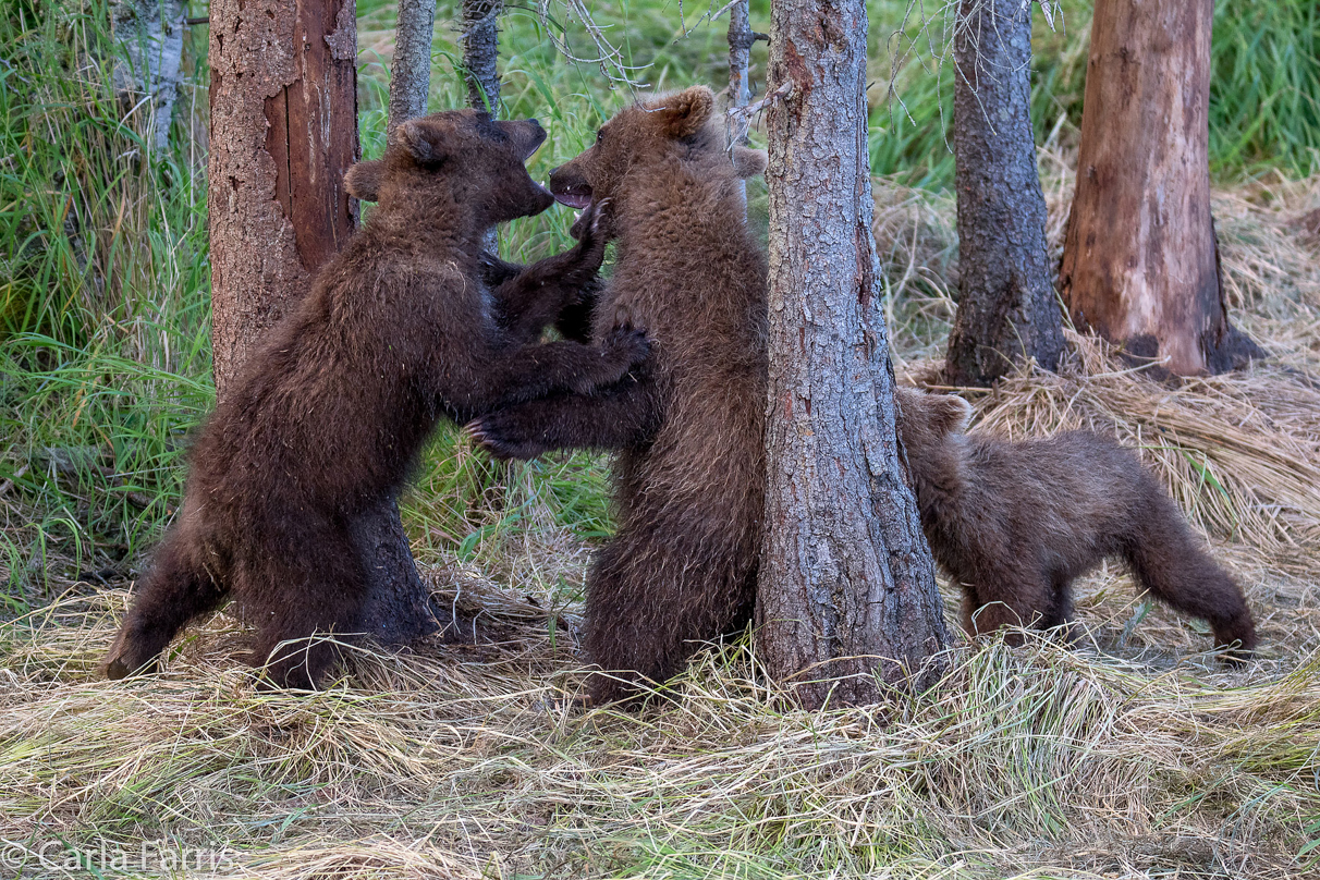 Grazer (128) cub(s)