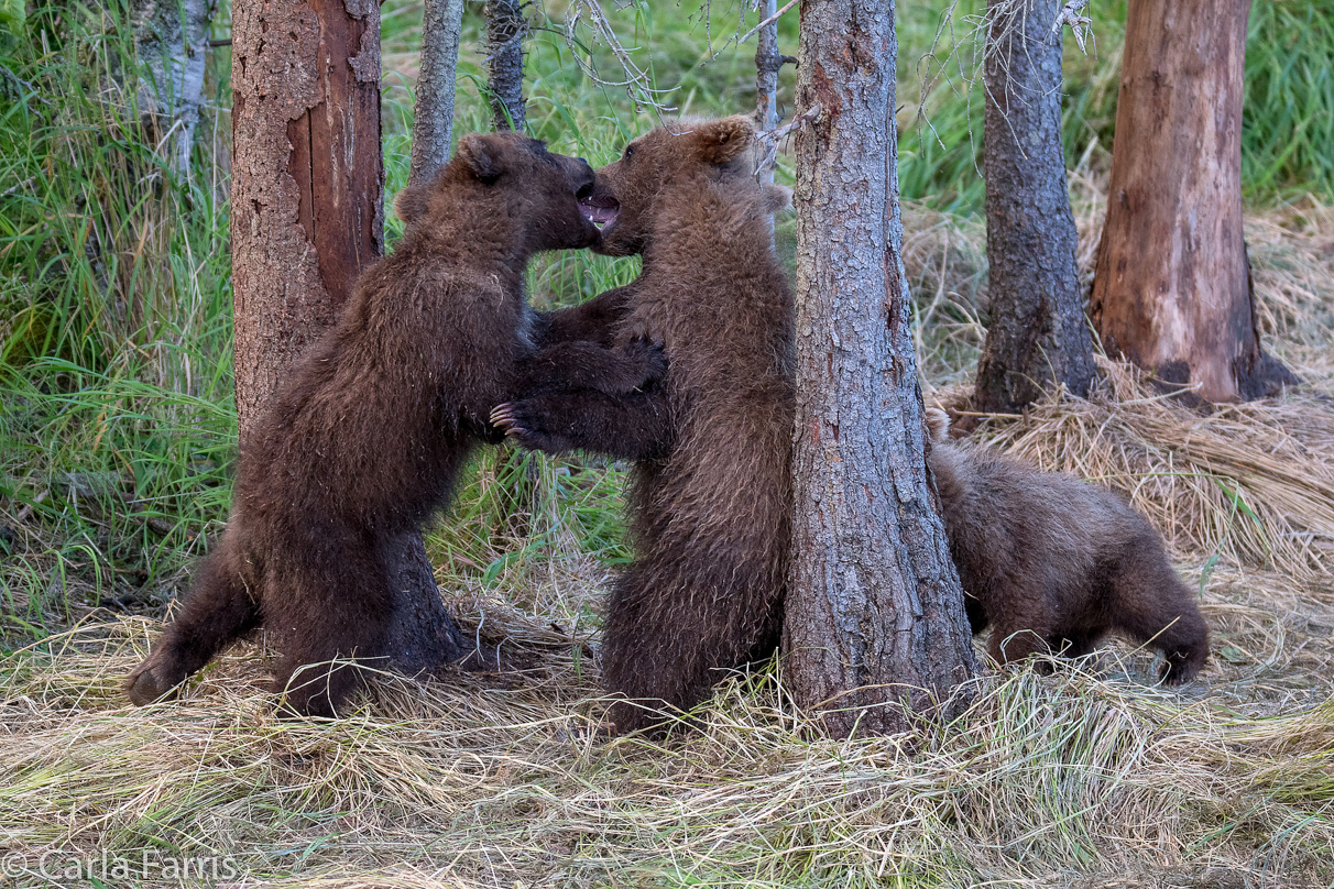 Grazer (128) cub(s)