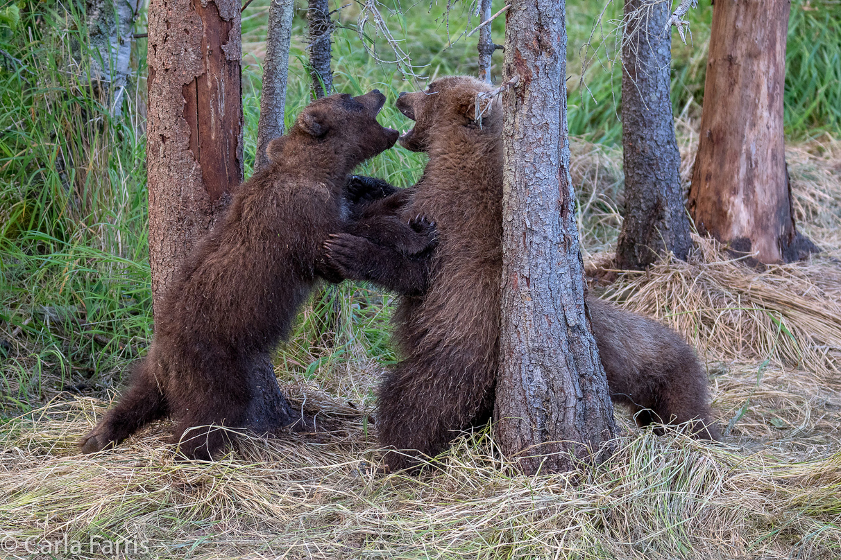 Grazer (128) cub(s)