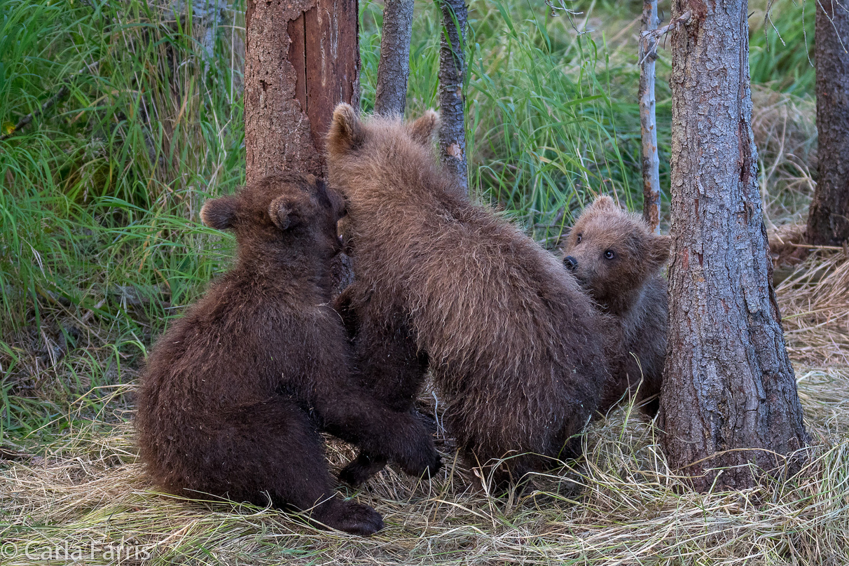 Grazer (128) cub(s)