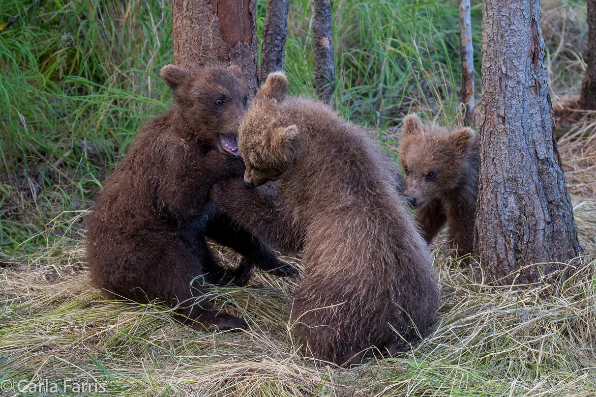 Grazer (128) cub(s)