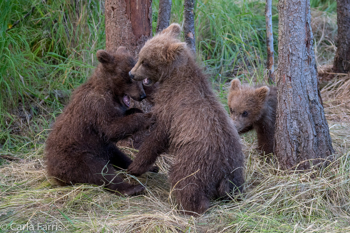 Grazer (128) cub(s)