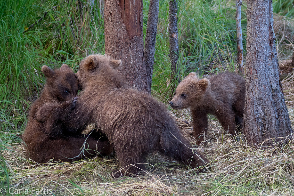 Grazer (128) cub(s)