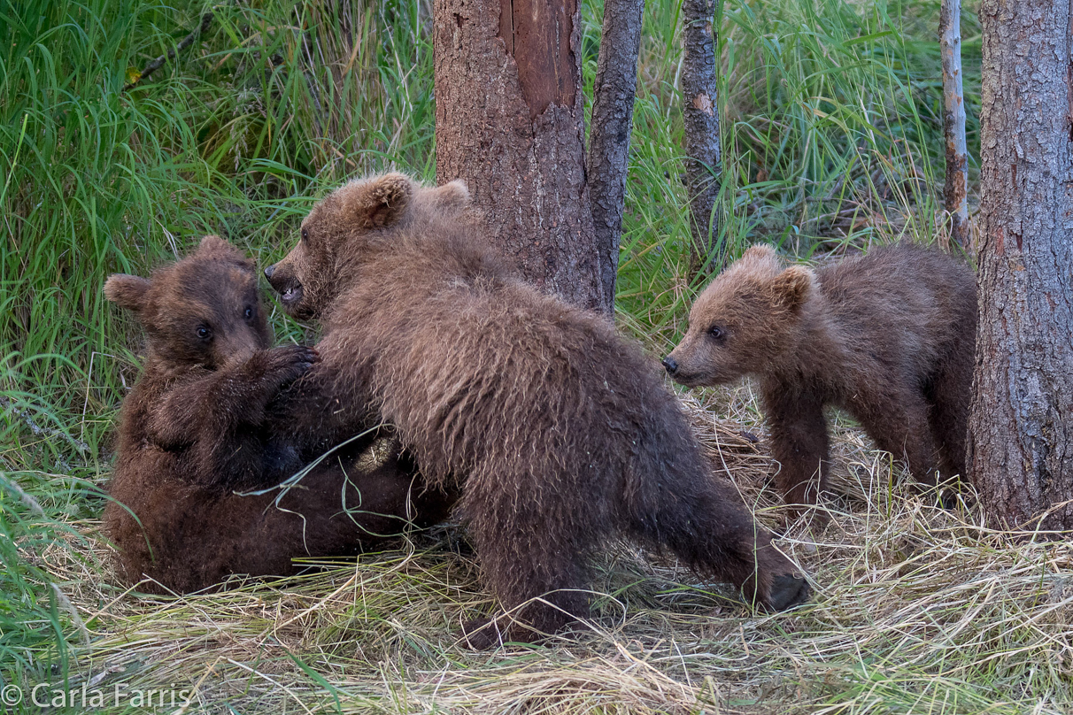 Grazer (128) cub(s)