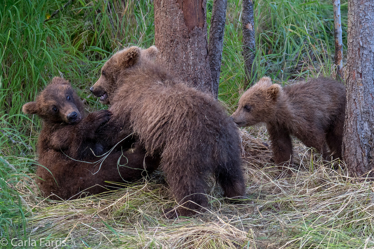 Grazer (128) cub(s)