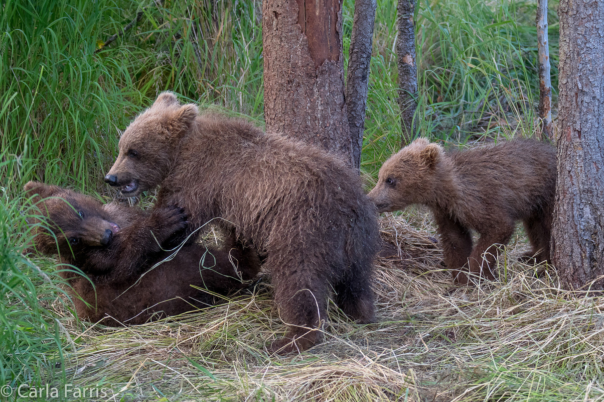 Grazer (128) cub(s)