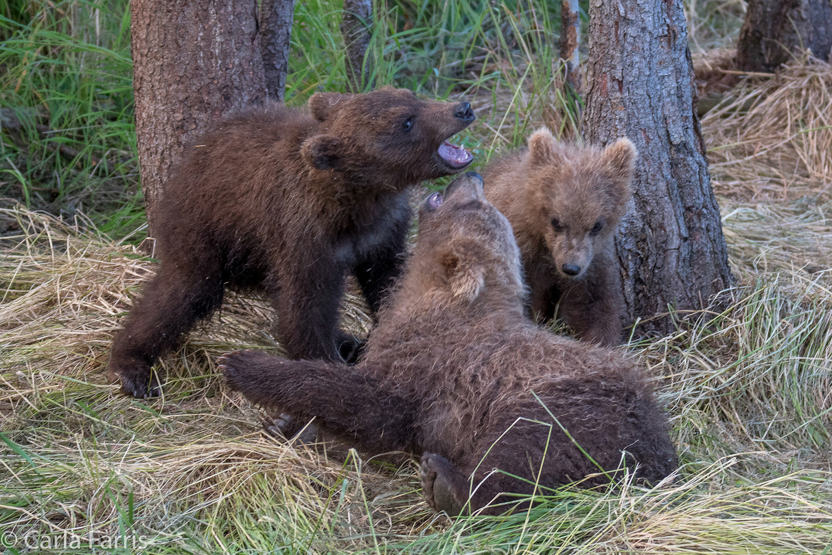 Grazer (128) cub(s)