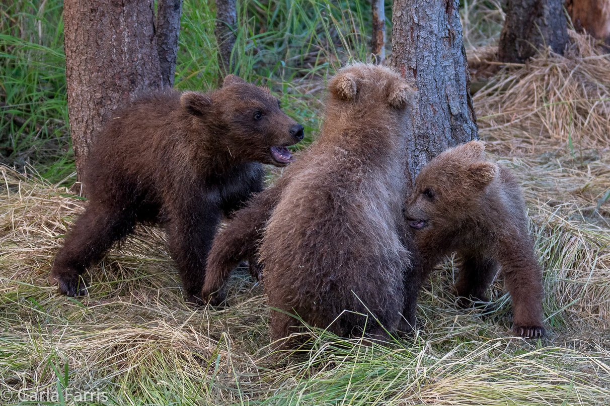 Grazer (128) cub(s)