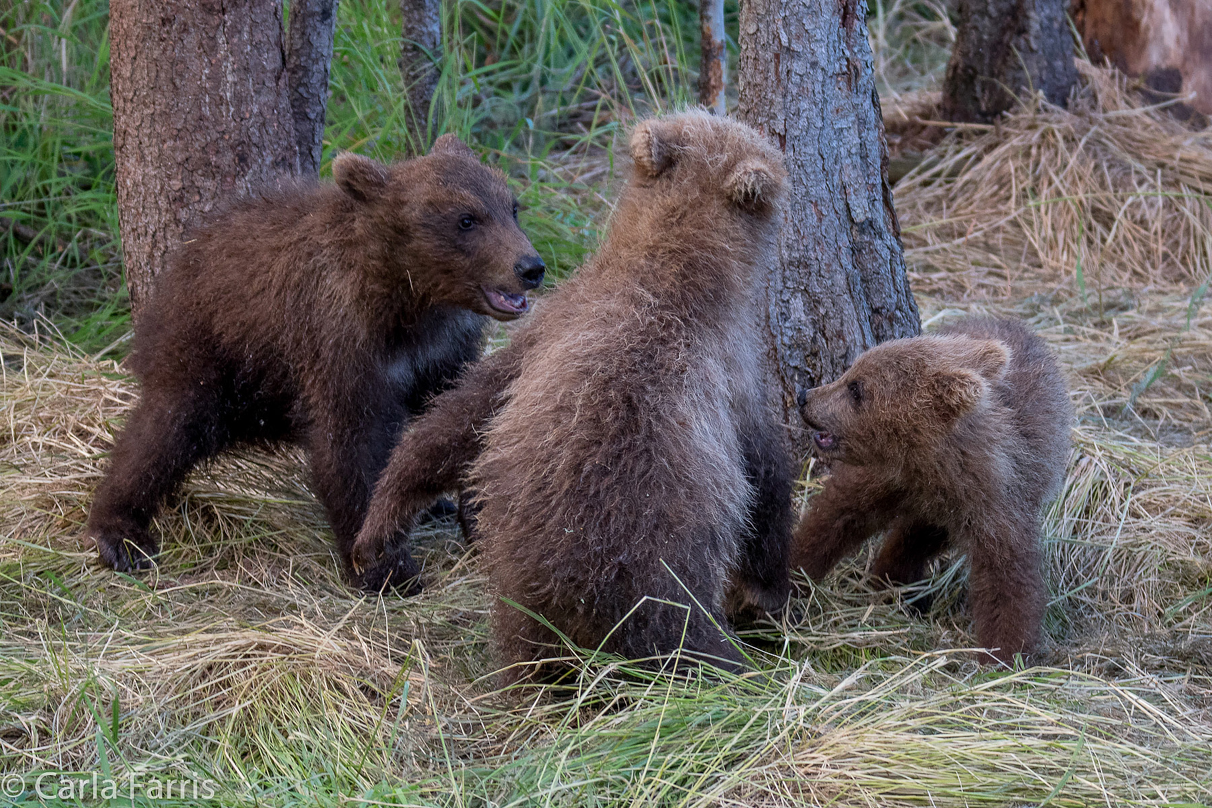 Grazer (128) cub(s)