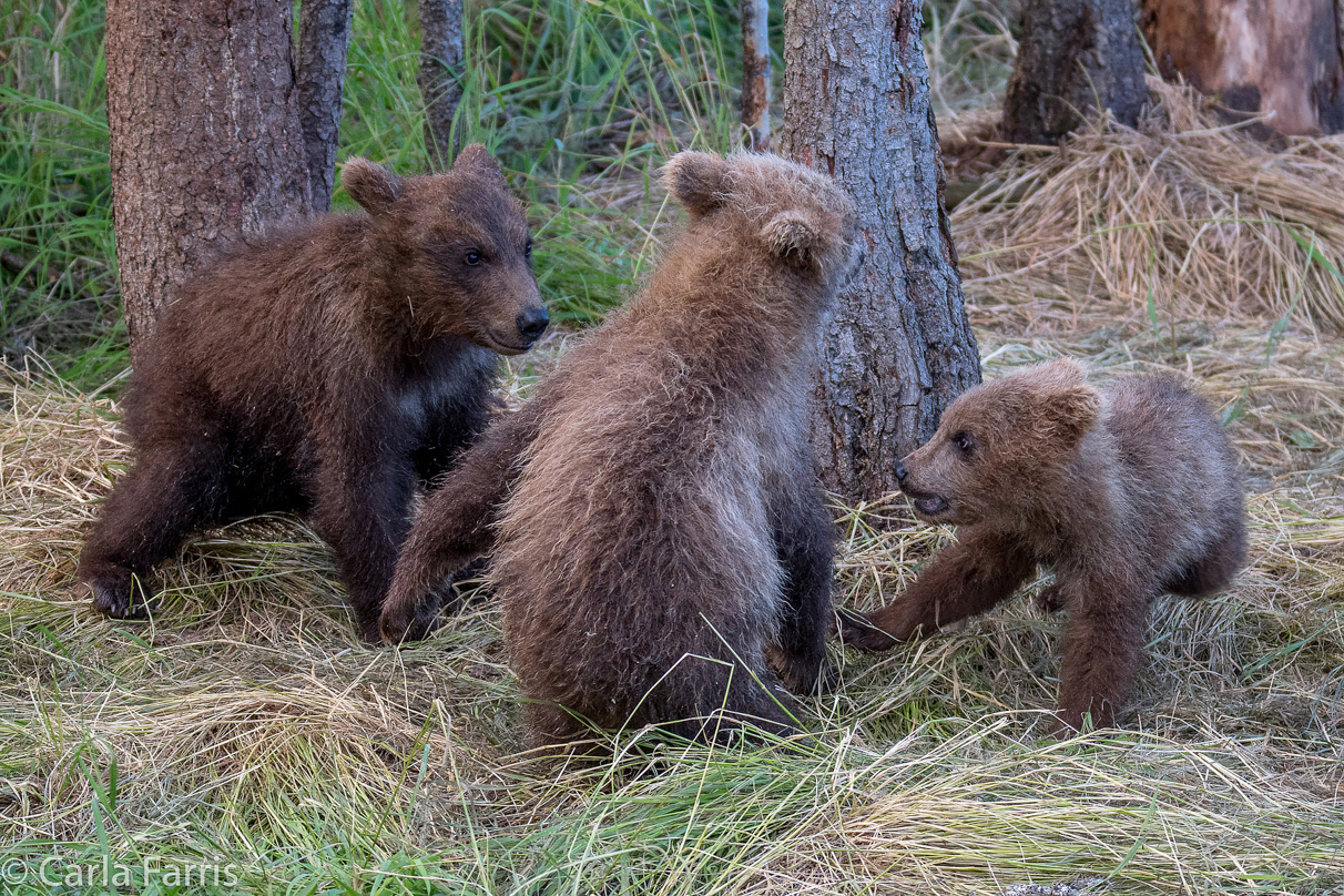 Grazer (128) cub(s)