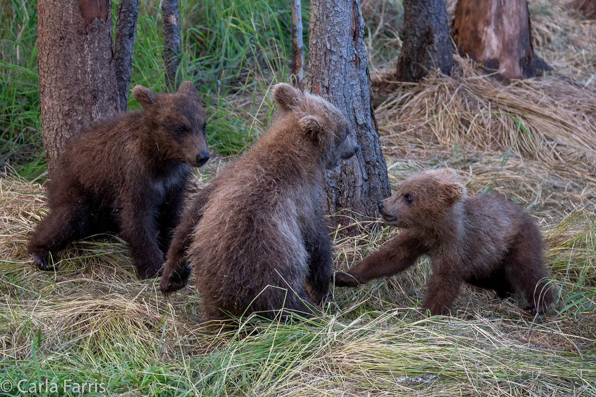 Grazer (128) cub(s)