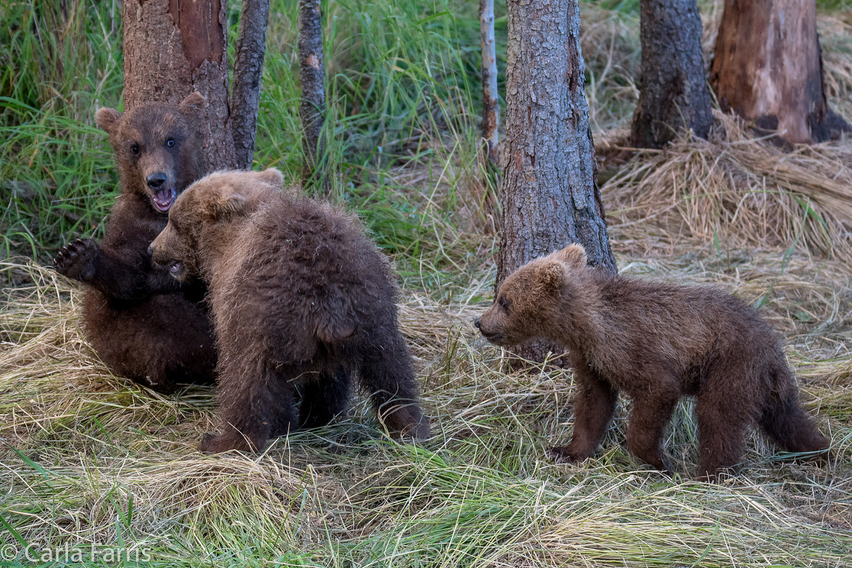 Grazer (128) cub(s)