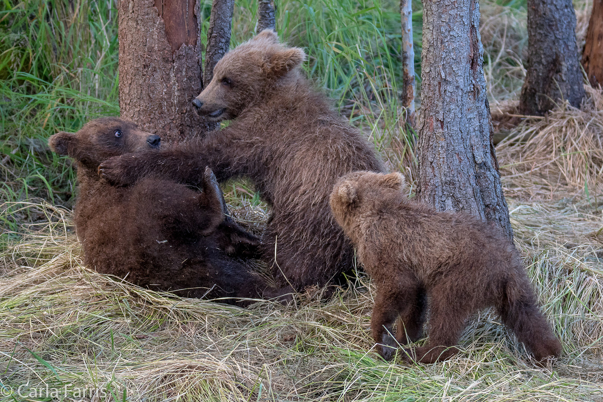 Grazer (128) cub(s)