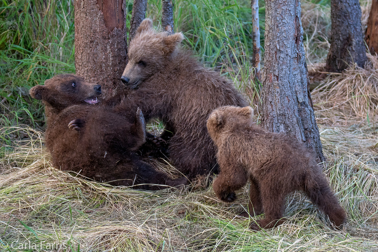 Grazer (128) cub(s)