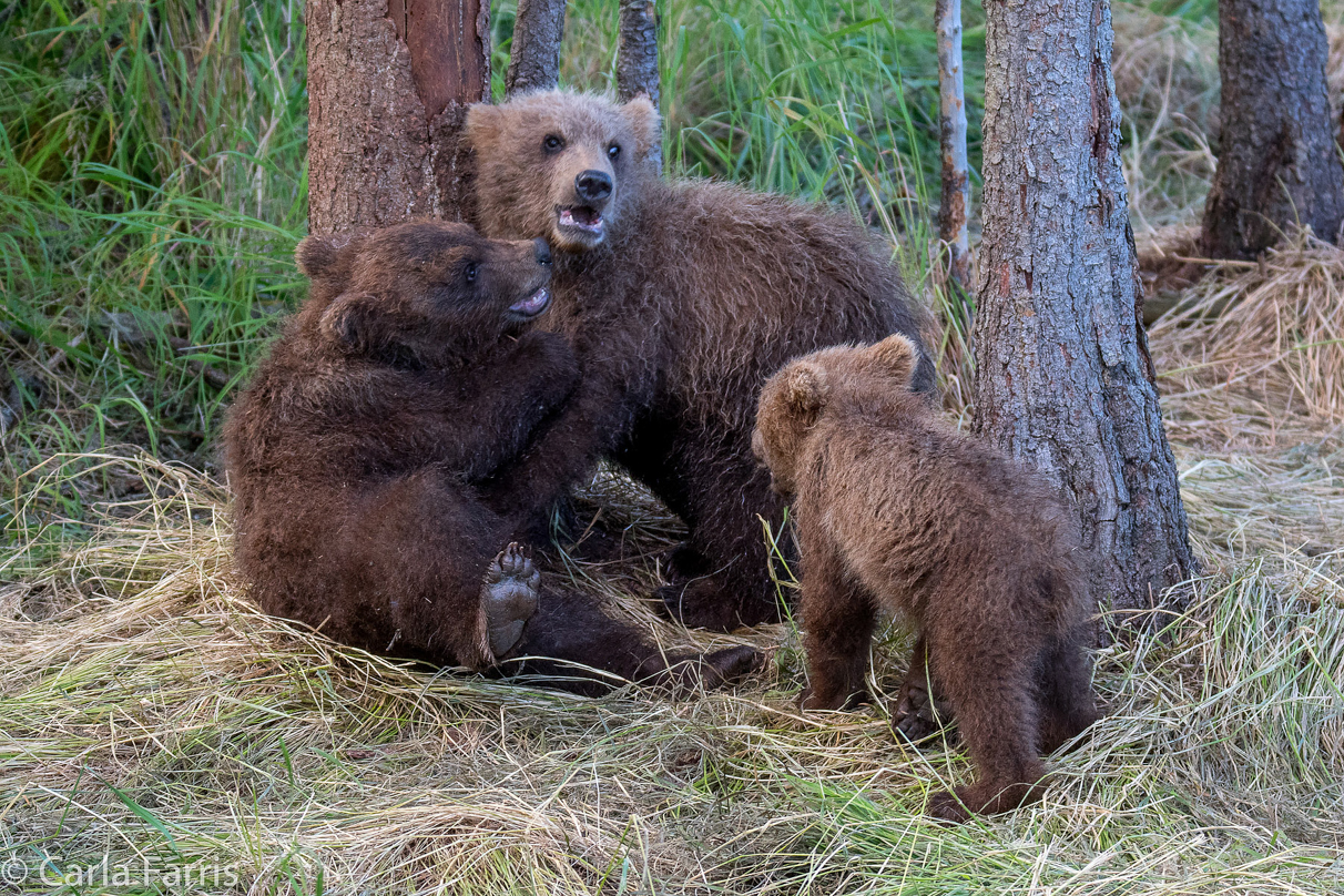 Grazer (128) cub(s)