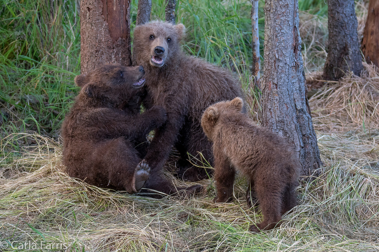 Grazer (128) cub(s)