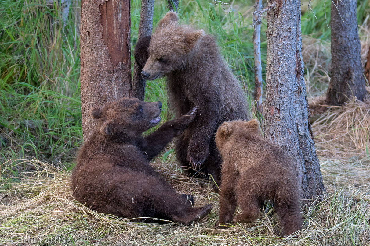 Grazer (128) cub(s)