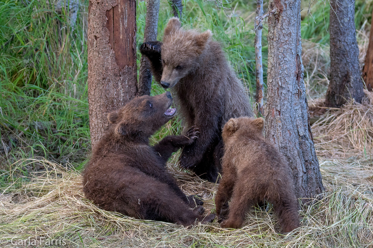 Grazer (128) cub(s)