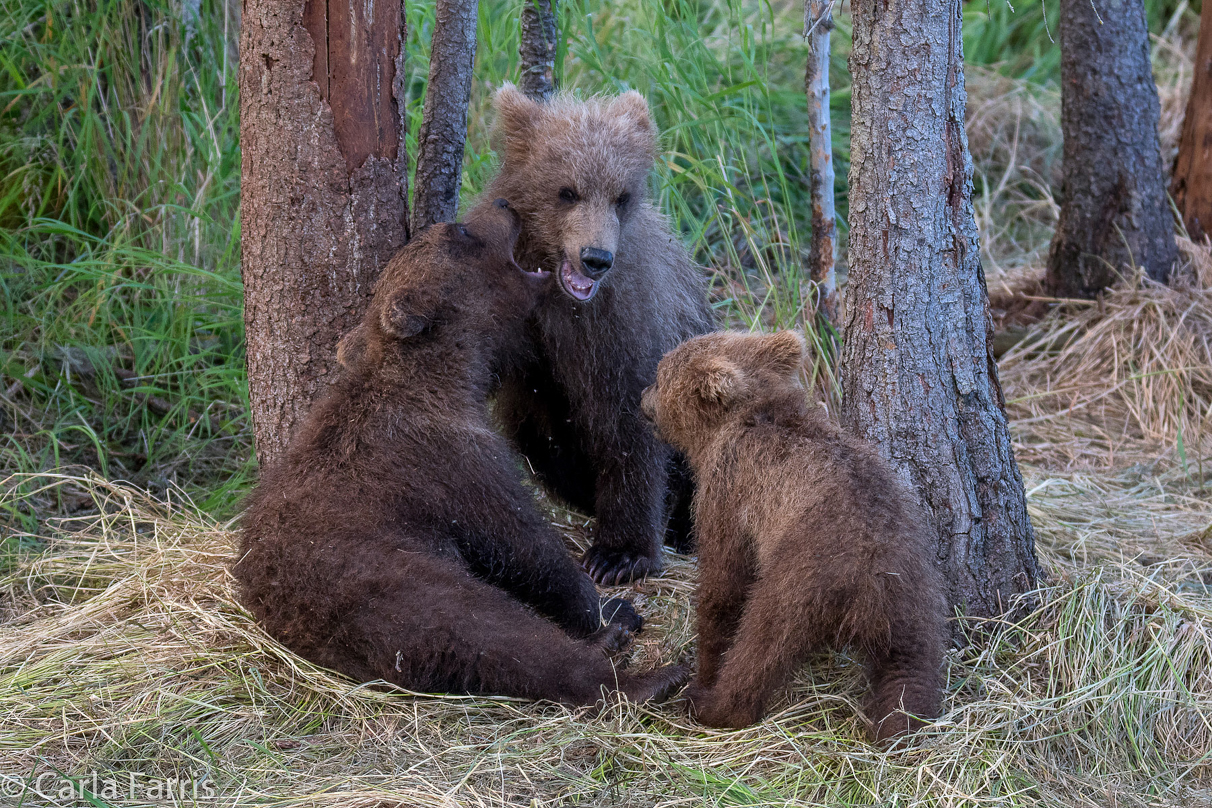 Grazer (128) cub(s)