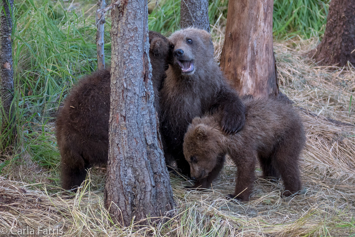 Grazer (128) cub(s)