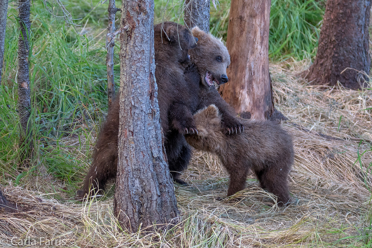 Grazer (128) cub(s)