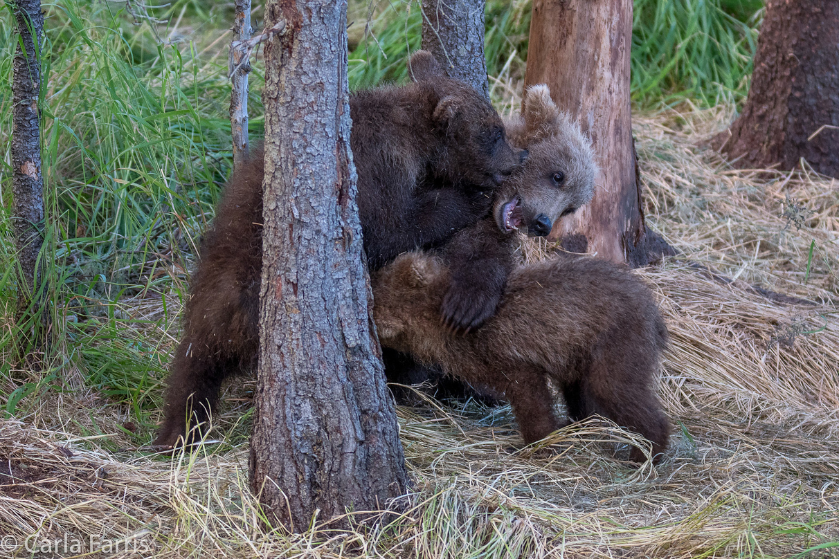 Grazer (128) cub(s)