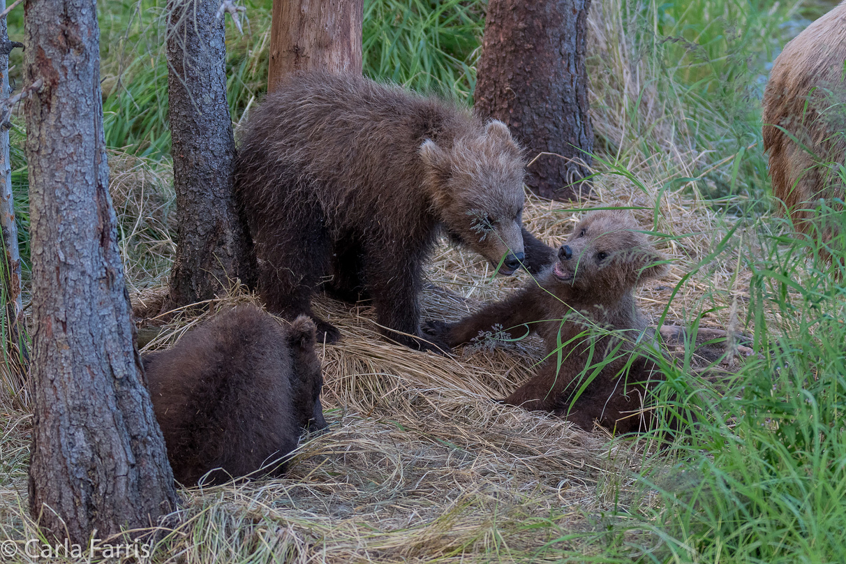 Grazer (128) cub(s)