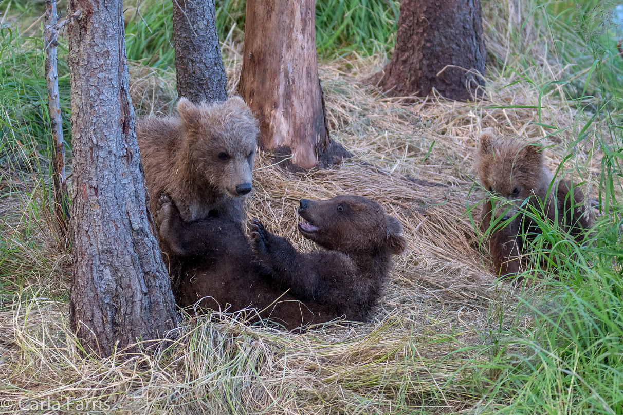 Grazer (128) cub(s)