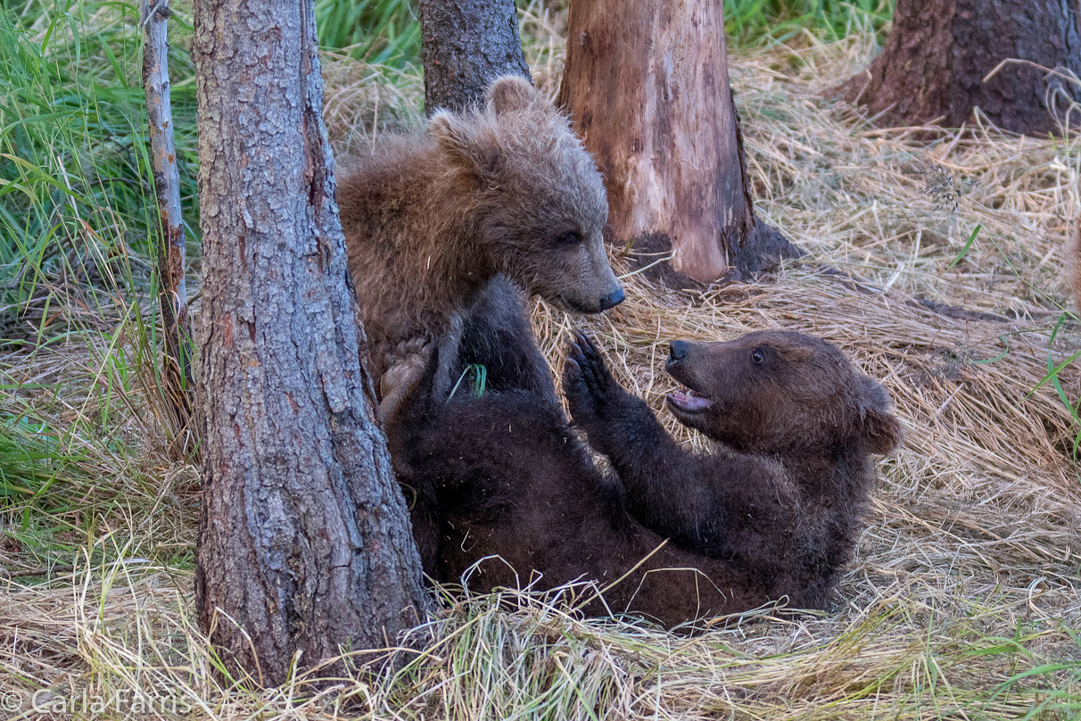 Grazer (128) cub(s)