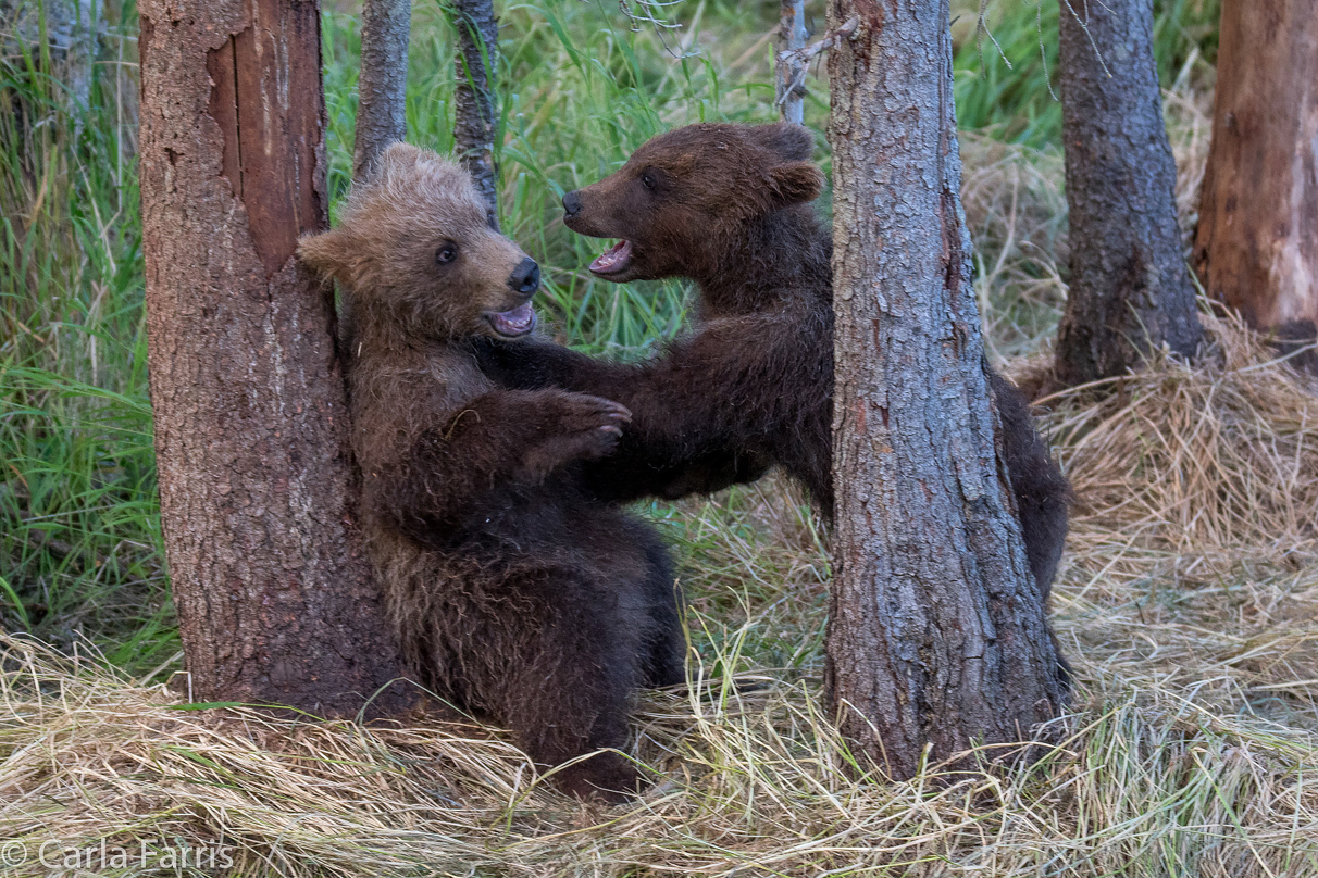 Grazer (128) cub(s)