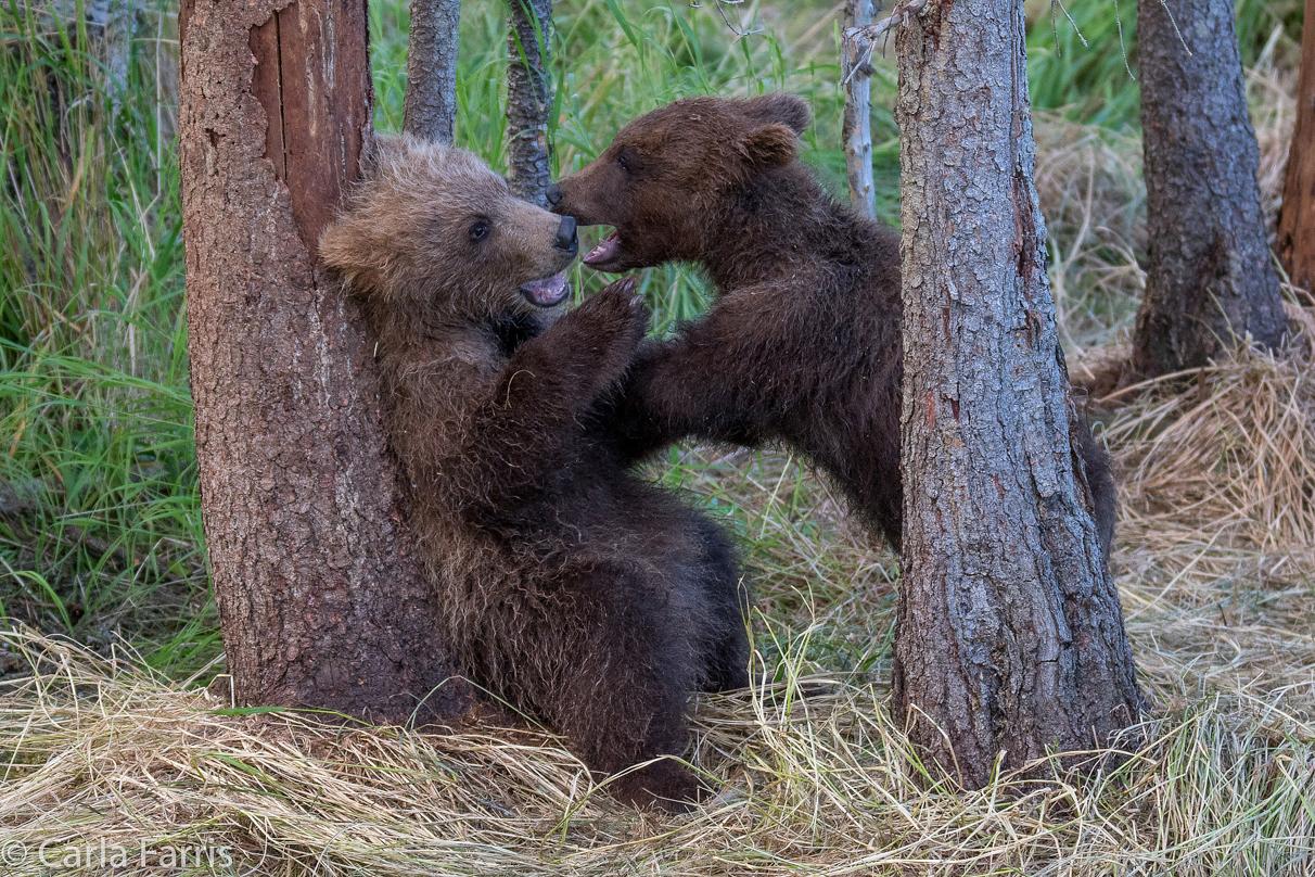 Grazer (128) cub(s)