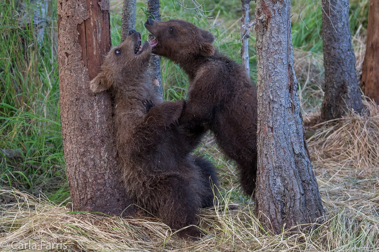 Grazer (128) cub(s)