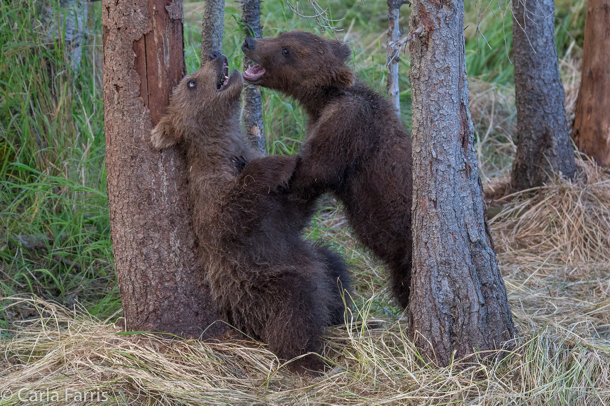 Grazer (128) cub(s)