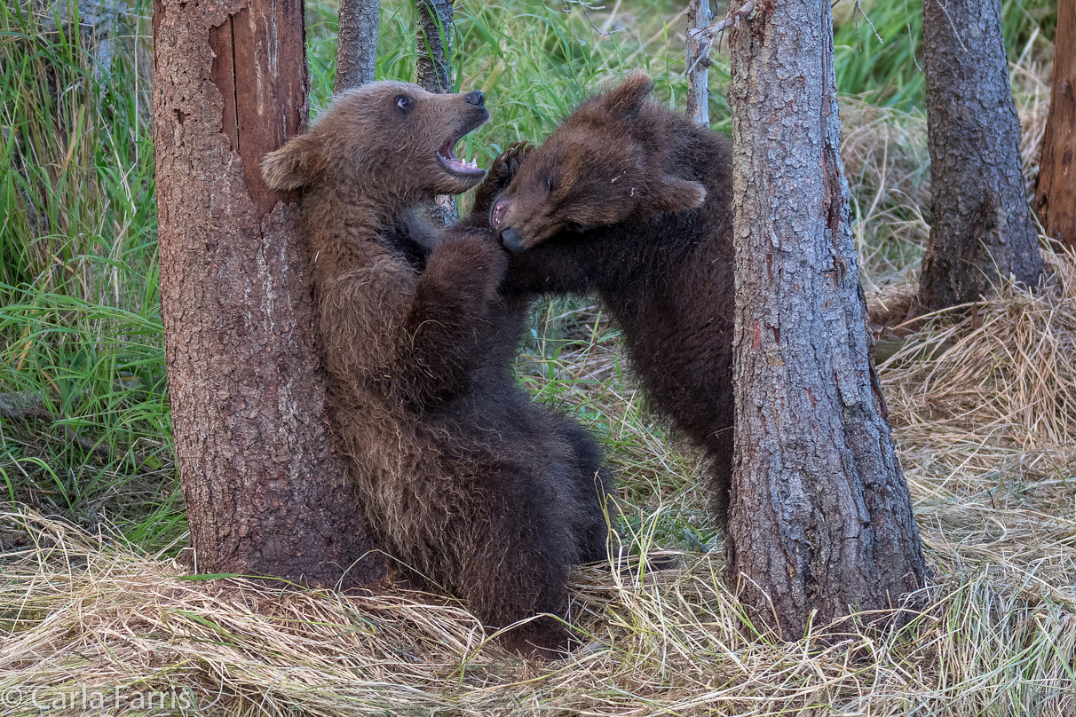 Grazer (128) cub(s)