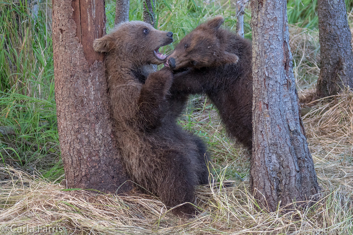 Grazer (128) cub(s)