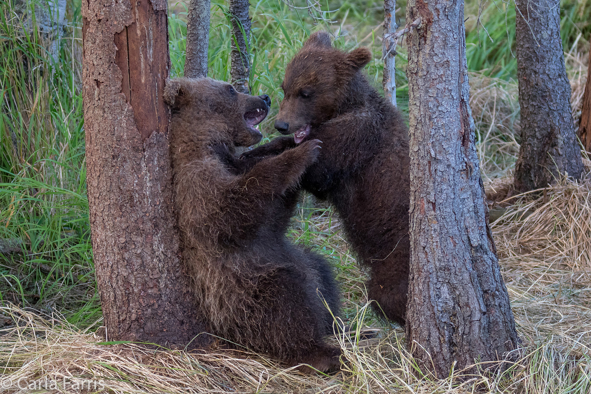 Grazer (128) cub(s)