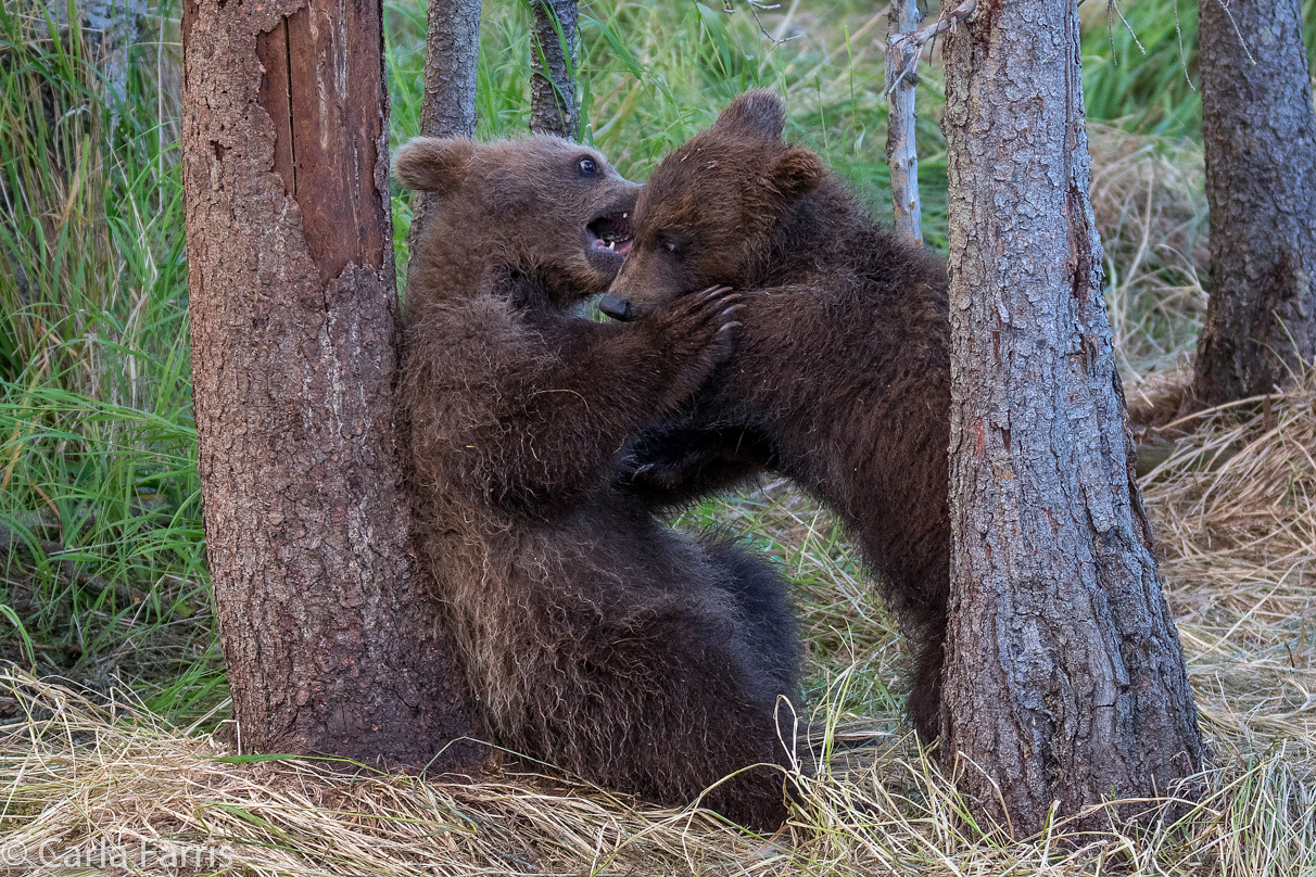 Grazer (128) cub(s)