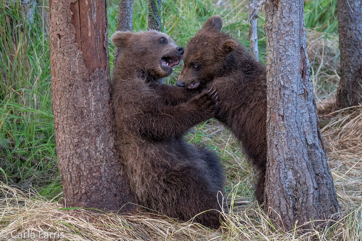 Grazer (128) cub(s)