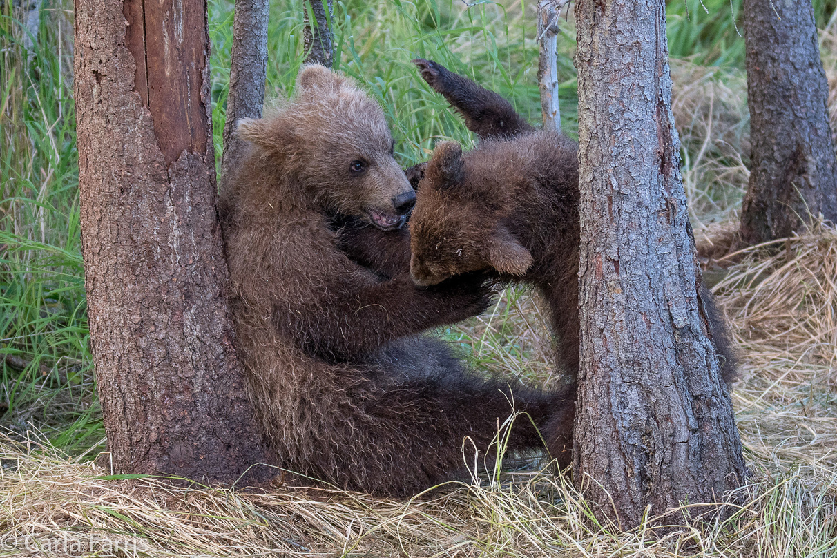 Grazer (128) cub(s)