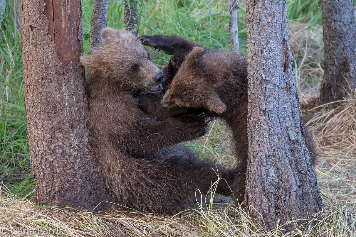 Grazer (128) cub(s)