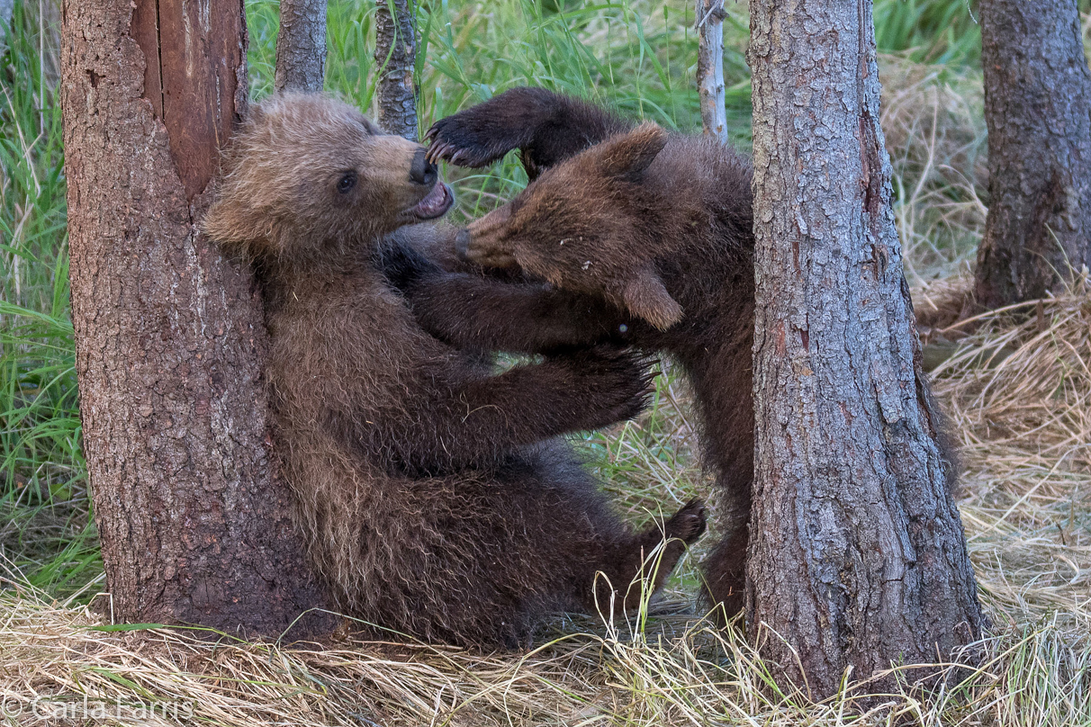 Grazer (128) cub(s)