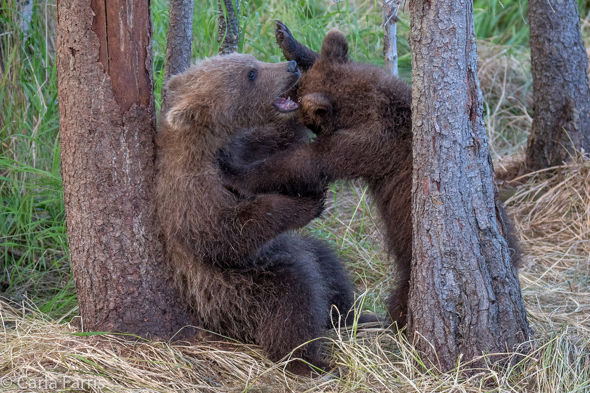 Grazer (128) cub(s)